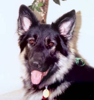 Ranger at two years (September 2002)